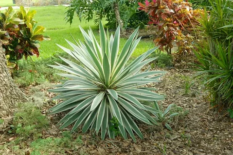 yucca