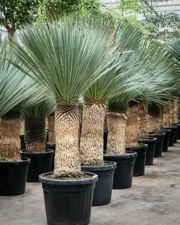 yucca