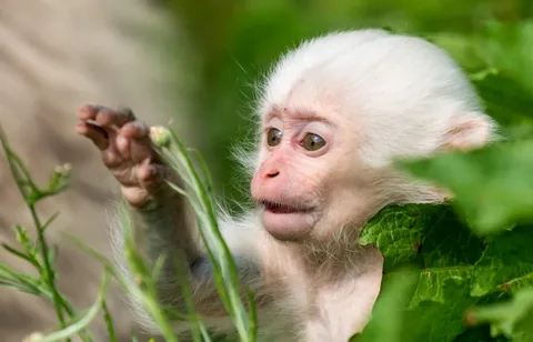 albino monkey