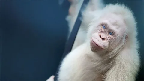 Albino Monkey