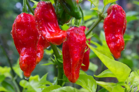 ghost pepper