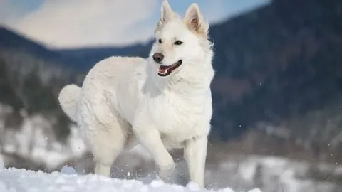 White German Shepherd