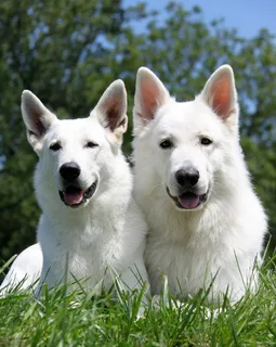 White German Shepherd