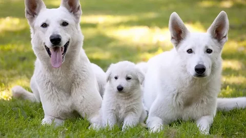 White German Shepherd